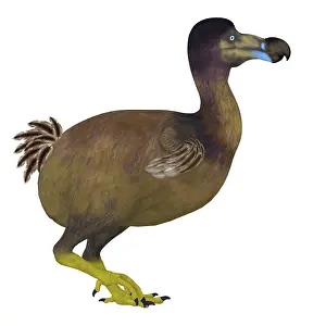 Pigeon: Dodo bird, side view