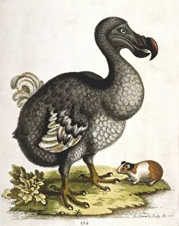 Extinction: Dodo - Didus ineptus, extinct bird from Madagascar