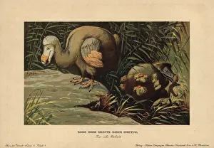 Tiere: Dodo, Didus ineptus or Raphus cucullatus