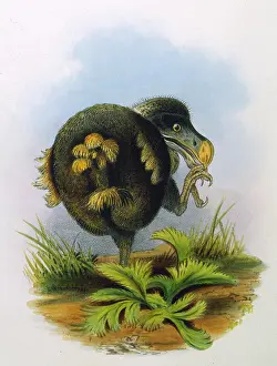 Dodos: Dodo