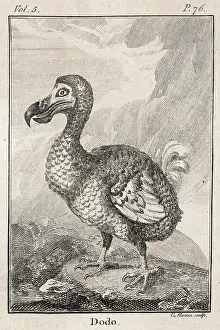 Dodos: Dodo