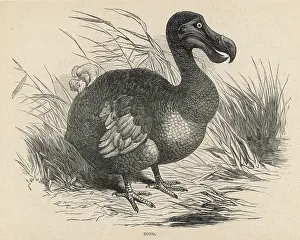 Dodos: Dodo
