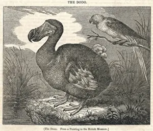 Dodos: Dodo