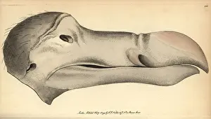 Ineptus: Dodo head, Raphus cucullatus, Didus ineptus