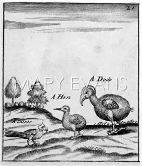 Dodos: Dodo