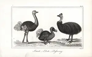 Casuarius: Dodo, ostrich and cassowary