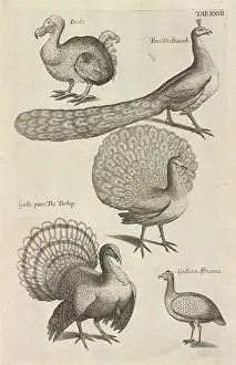 Dodo: Dodo, peacocks and turkeys
