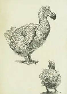 Extinction: Dodo - profile and rear studies