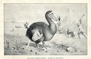 Smit: Dodo, Raphus cucullatus