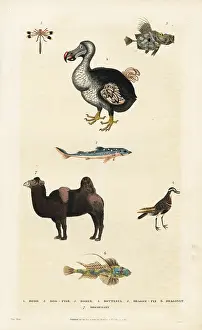Cucullatus: Dodo, Raphus cucullatus, with camel, dragonfly and dogfish