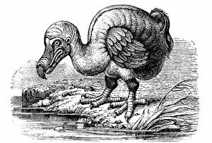 Introduction: Dodo - Raphus cucullatus, formerly Didus ineptus