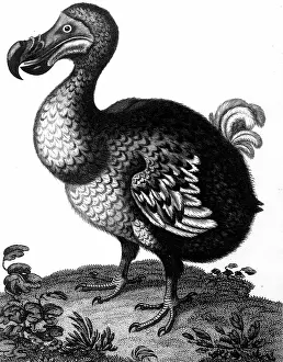 Introduction: Dodo - Raphus cucullatus, formerly Didus ineptus