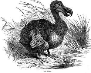 Introduction: Dodo - Raphus cucullatus, formerly Didus ineptus