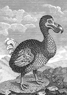 Introduction: Dodo - Raphus cucullatus, formerly Didus ineptus