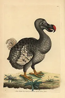 Ineptus: Dodo, Raphus cucullatus, Didus ineptus, extinct
