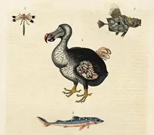 Cucullatus: Dodo, Raphus cucullatus, extinct