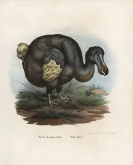 Picturebook: Dodo, Raphus cucullatus, extinct bird