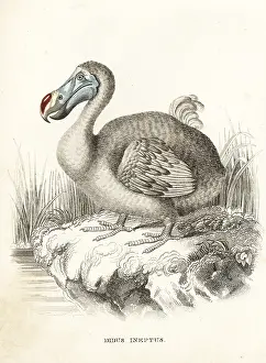Ineptus: Dodo, Raphus cucullatus, extinct flightless bird