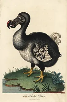 Sibly: Dodo, Raphus cucullatus, extinct flightless bird