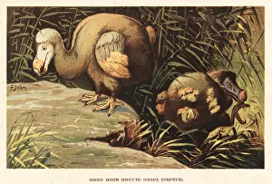 F. John: Dodo, Raphus cucullatus, extinct flightless bird