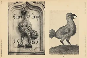 Anthonie: Dodo of the Scotch House, Veere, 1561, and