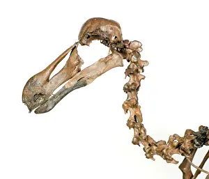 Dodo: Dodo skeleton, Raphus cucullatus