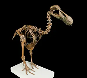 Dodo: Dodo skeleton, Raphus cucullatus