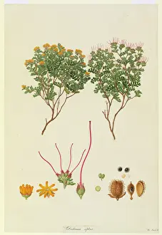 Bauer: Dodonaea humilis, dwarf hopbush