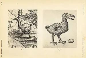 Carolus: Dodos of Jacob Cornelisz van Neck and Carolus Clusius