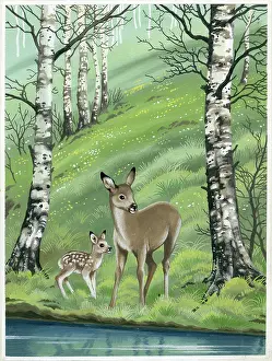 Fawn: Doe and fawn by the waterside