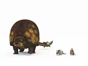 Glyptodont: A Doedicurus glyptodont compared to modern armadillos
