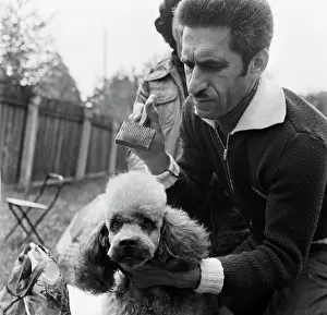 Poodle: Dog show