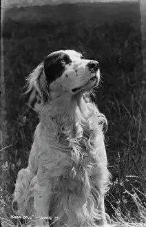 Thoughtful: Bill the Dog