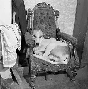 Tatty: Dog In An Armchair