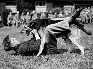 Manhandling: Dog attack