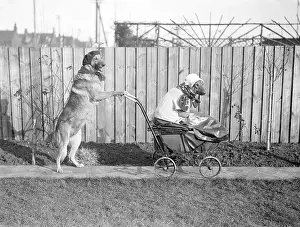 Goodwins: DOG BABY AND NURSE