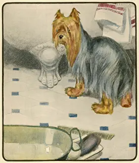 Mornings: A DOG AND HER BATH
