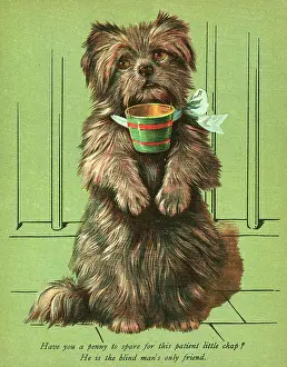 Begs: DOG BEGGING WITH CUP
