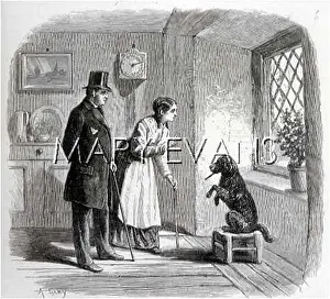 Impress: DOG BEGGING ON STOOL