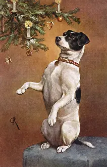 Begs: DOG BEGS AT XMAS TREE