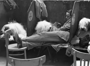 Compartments: Dog Show at Belle Vue, Manchester