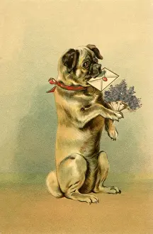 Bday: Dog with Birthday Wishes