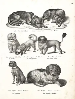 Bichon: Dog breeds including poodle, chow, pug, etc