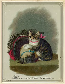 Cuddles: DOG AND CAT