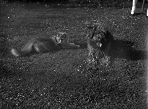 Boswell: Dog and cat Boswell