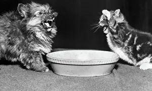 Squabbling: Dog and cat with a bowl