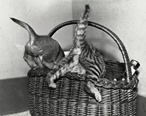 Exploring: Dog and cat explore a shopping basket