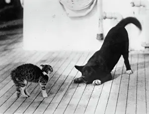 Unfriendly: Dog and cat fight