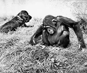 Monkeys: Dog and chimpanzee