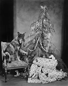 Absurd: Dog with Christmas tree and presents